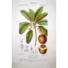 Common Sapota  Achras sapota. Antique Botanical Print original hand-colored engraving by Turpin,  (c.1835)