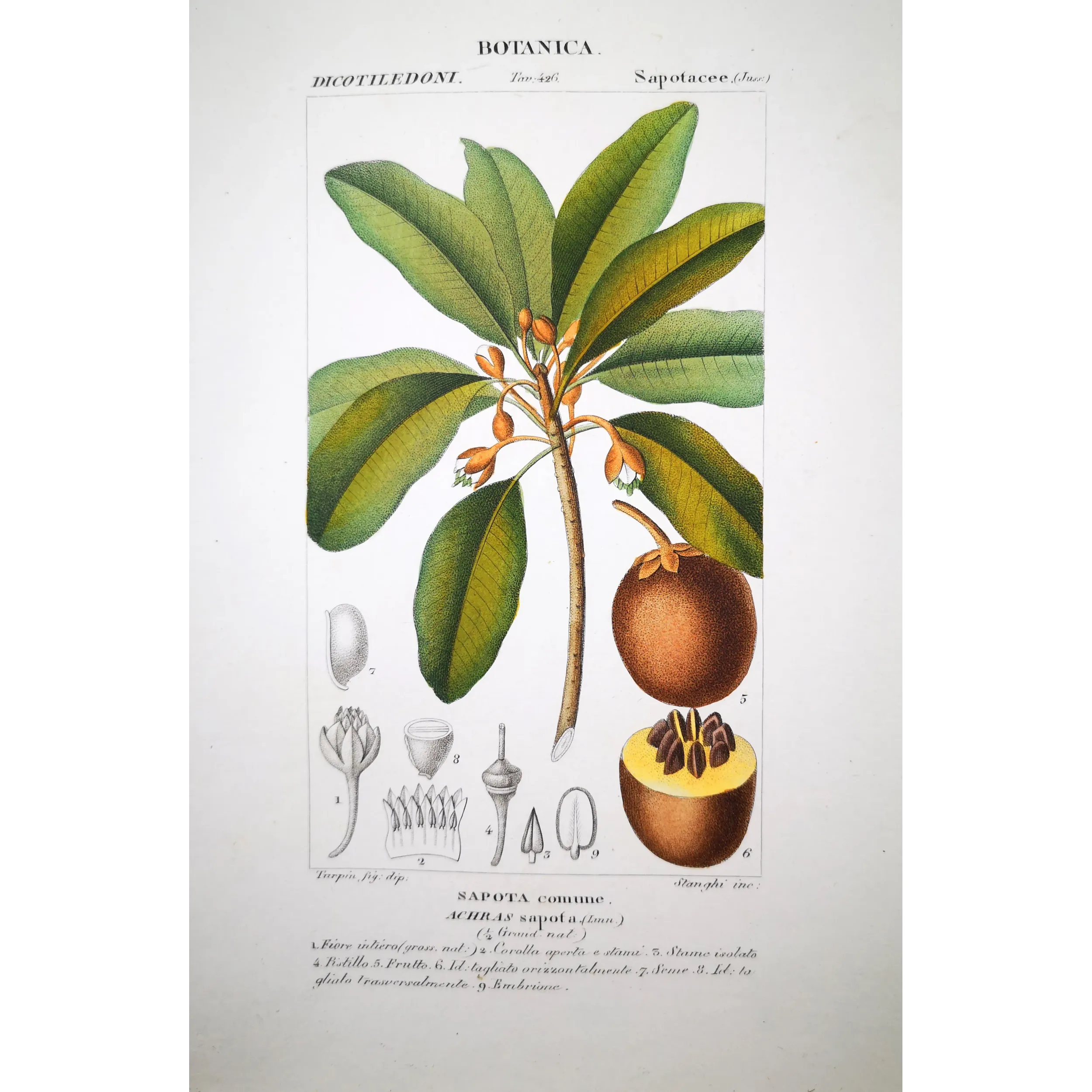 Antique Botanical Print – Pierre Jean François Turpin – Common Sapota  Achras sapota. Antique Botanical Print original hand-col