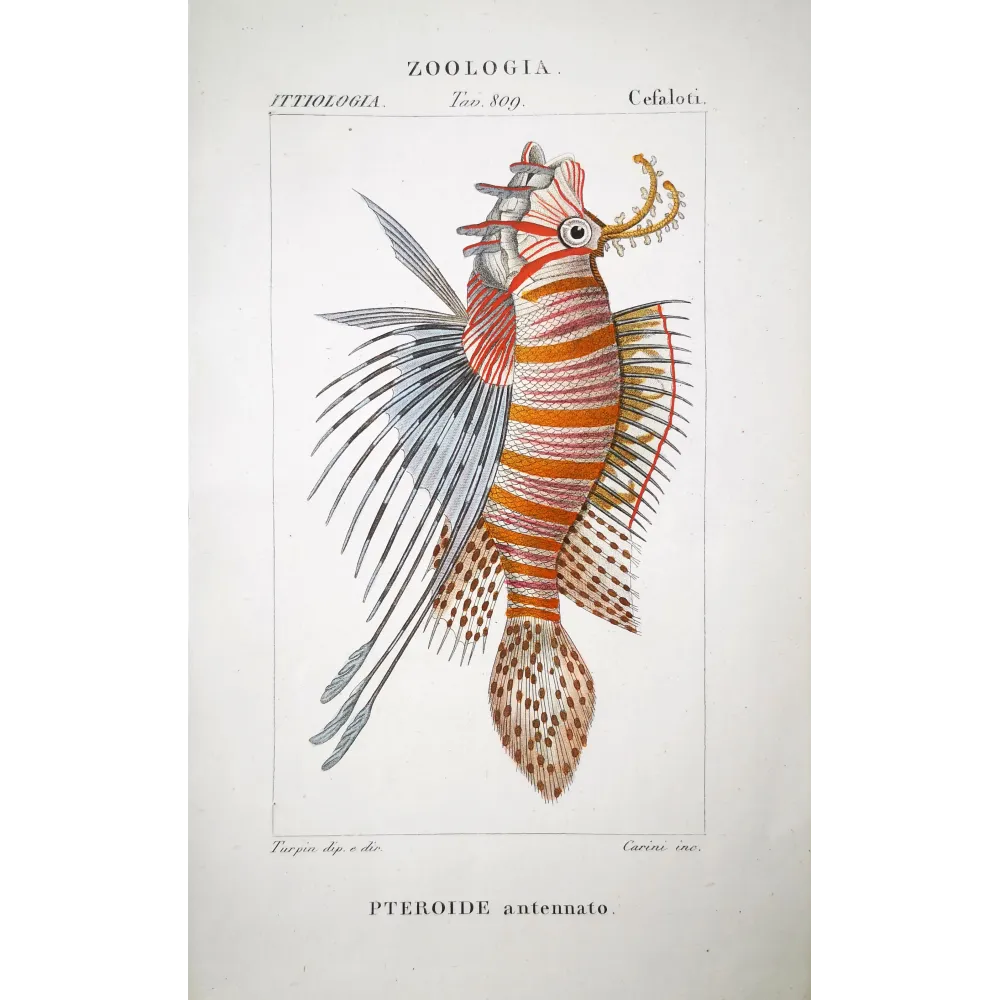 Antennata Lionfish  Pierre Antoine Prêtre, Antique Hand-Colored Engraving