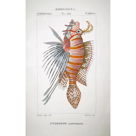Antennata Lionfish  Pierre Antoine Prêtre, Antique Hand-Colored Engraving
