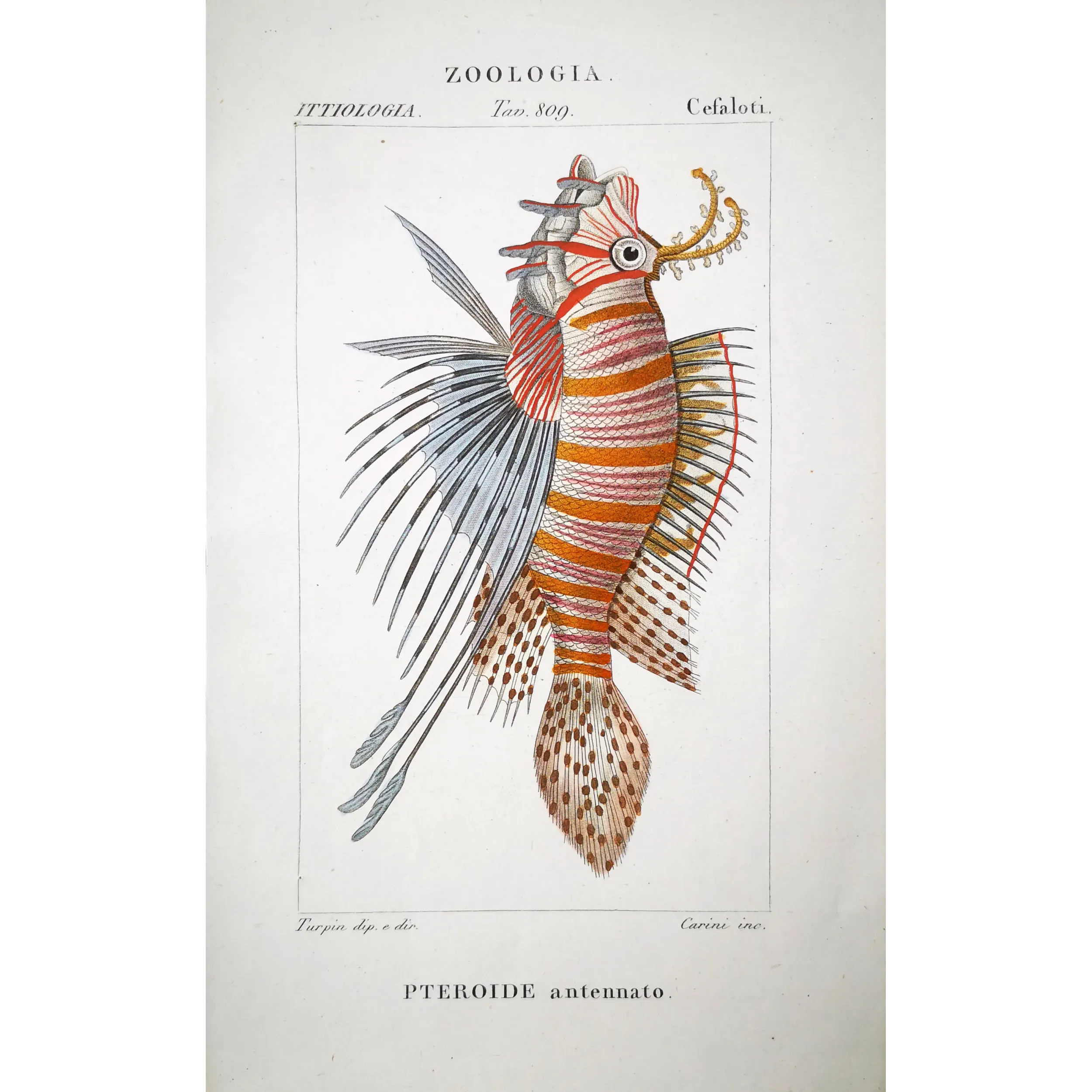 Antique Print by Pierre Antoine Prêtre – Antennata Lionfish (Pterois antennata)