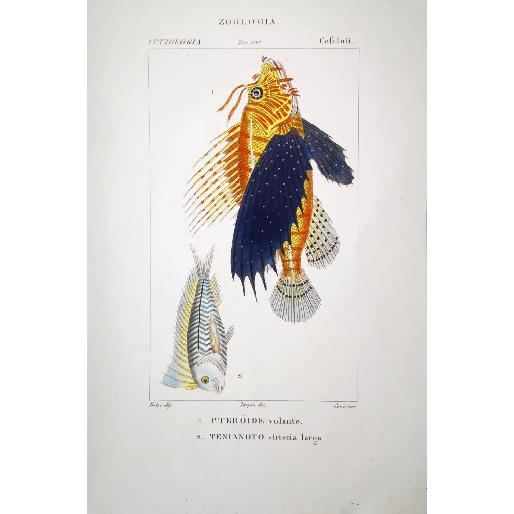 Flying Gurnard and Striped Wrasse — Prêtre