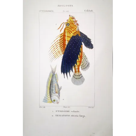 Flying Gurnard  Pierre Antoine Prêtre, Antique Hand-Colored Engraving