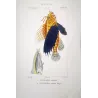 Flying Gurnard Striped Wrasse (Pterois volitans, Tenianotus striatus)  Original hand-colored engraving by Prêtre, Antique Print