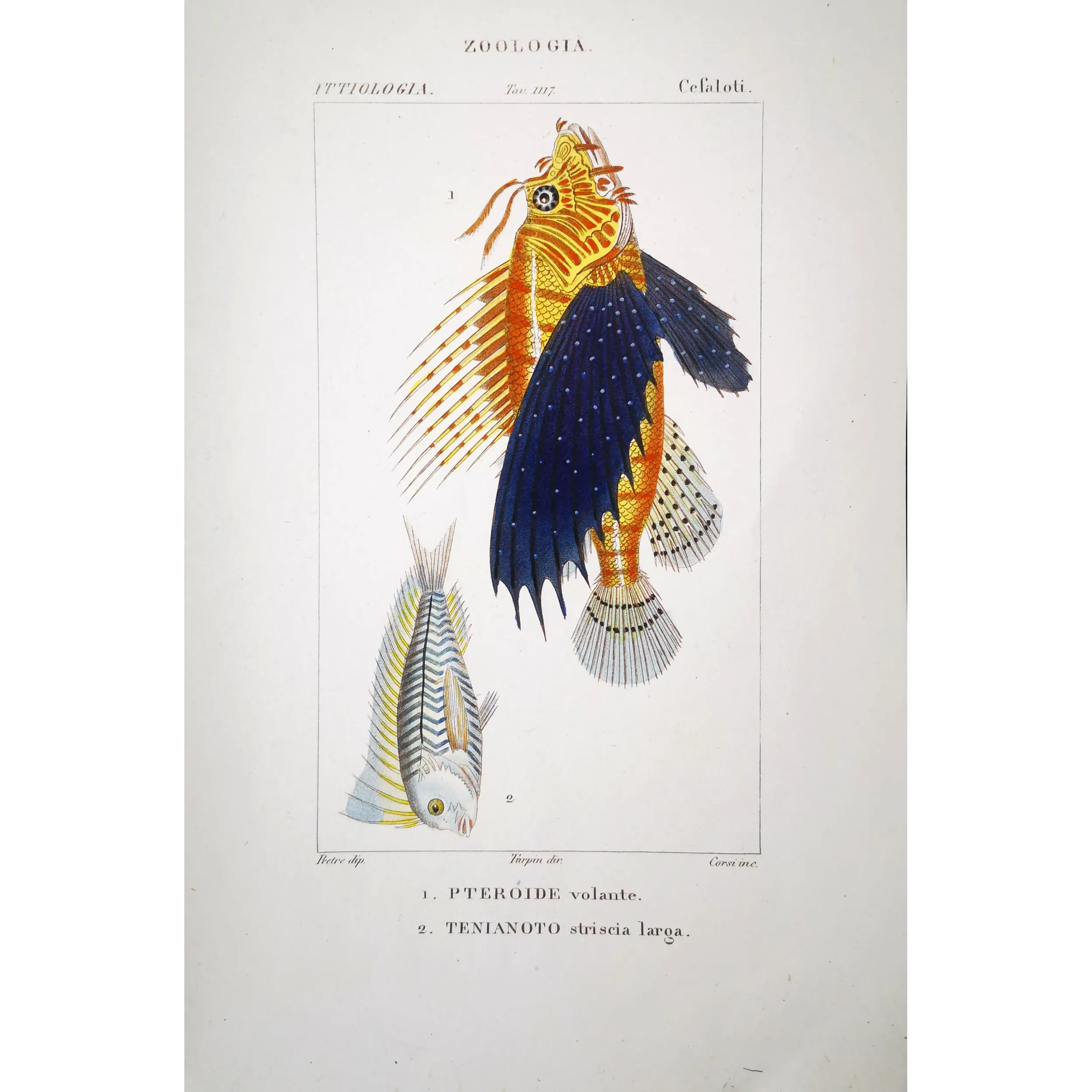 Antique Print by Pierre Antoine Prêtre – Flying Gurnard Striped Wrasse (Pterois volitans, Tenianotus striatus)
