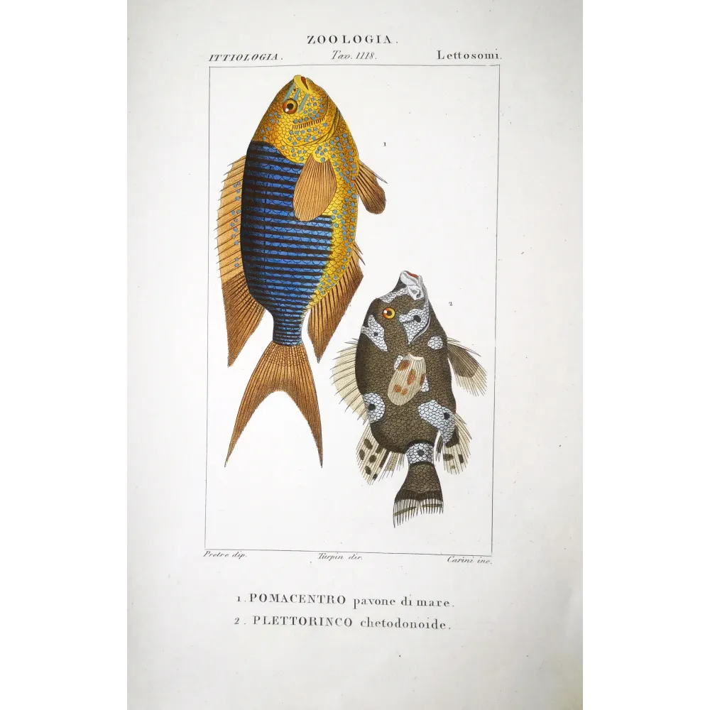 Marine Damselfish  Pierre Antoine Prêtre, Antique Hand-Colored Engraving