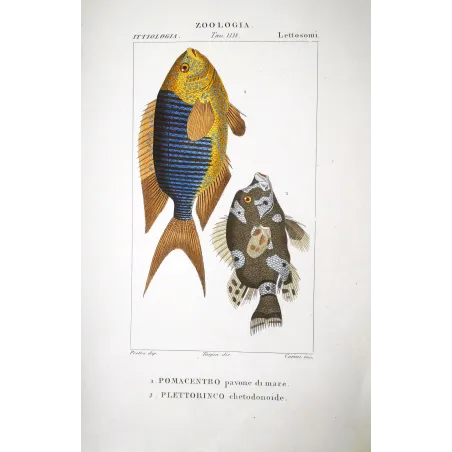 Marine Damselfish  Pierre Antoine Prêtre, Antique Hand-Colored Engraving