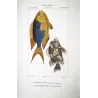 Marine Damselfish & Triggerfish (Pomacentrus marinus, Plethodonodon cirrhigonoides)  Hand-colored engraving by Prêtre, Antique