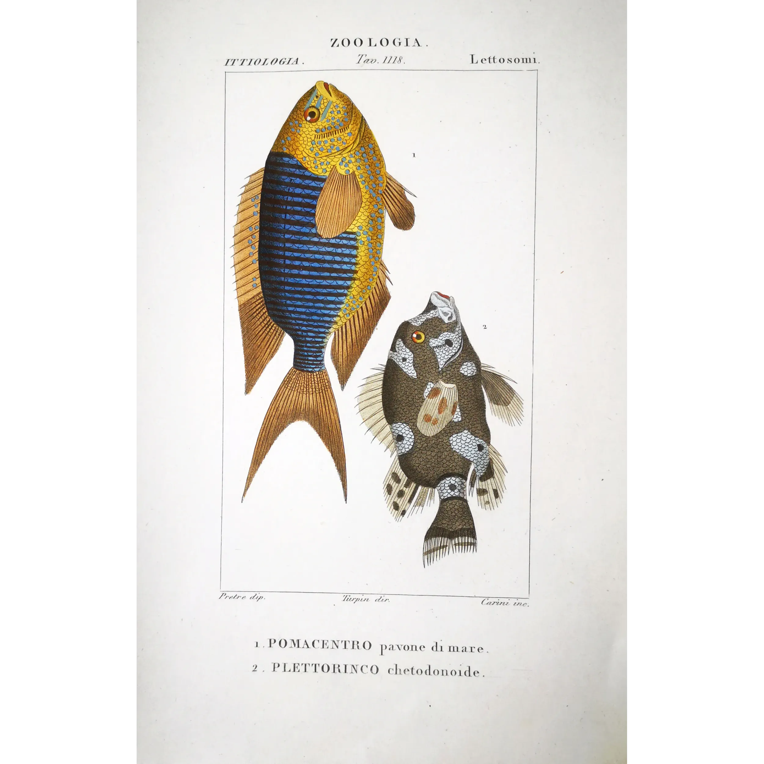 Antique Print by Pierre Antoine Prêtre – Marine Damselfish & Triggerfish (Pomacentrus marinus, Plethodonodon cirrhigonoides)