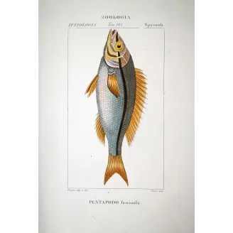 Pentapodus Fish  Pierre Antoine Prêtre, Antique Hand-Colored Engraving