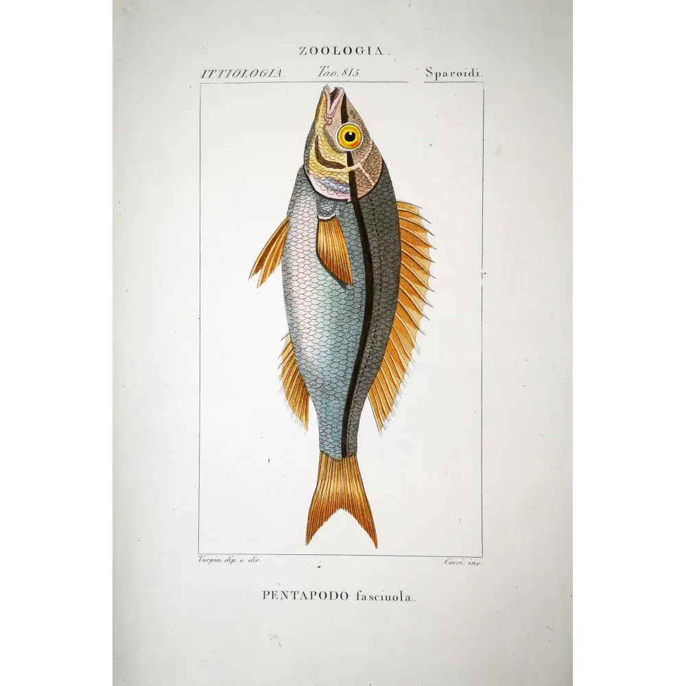 Pentapodus Fish  Pierre Antoine Prêtre, Antique Hand-Colored Engraving