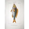 Pentapodus Fish (Pentapodus fasciatus)  Original hand-colored engraving by Pierre Antoine Prêtre, Antique Print