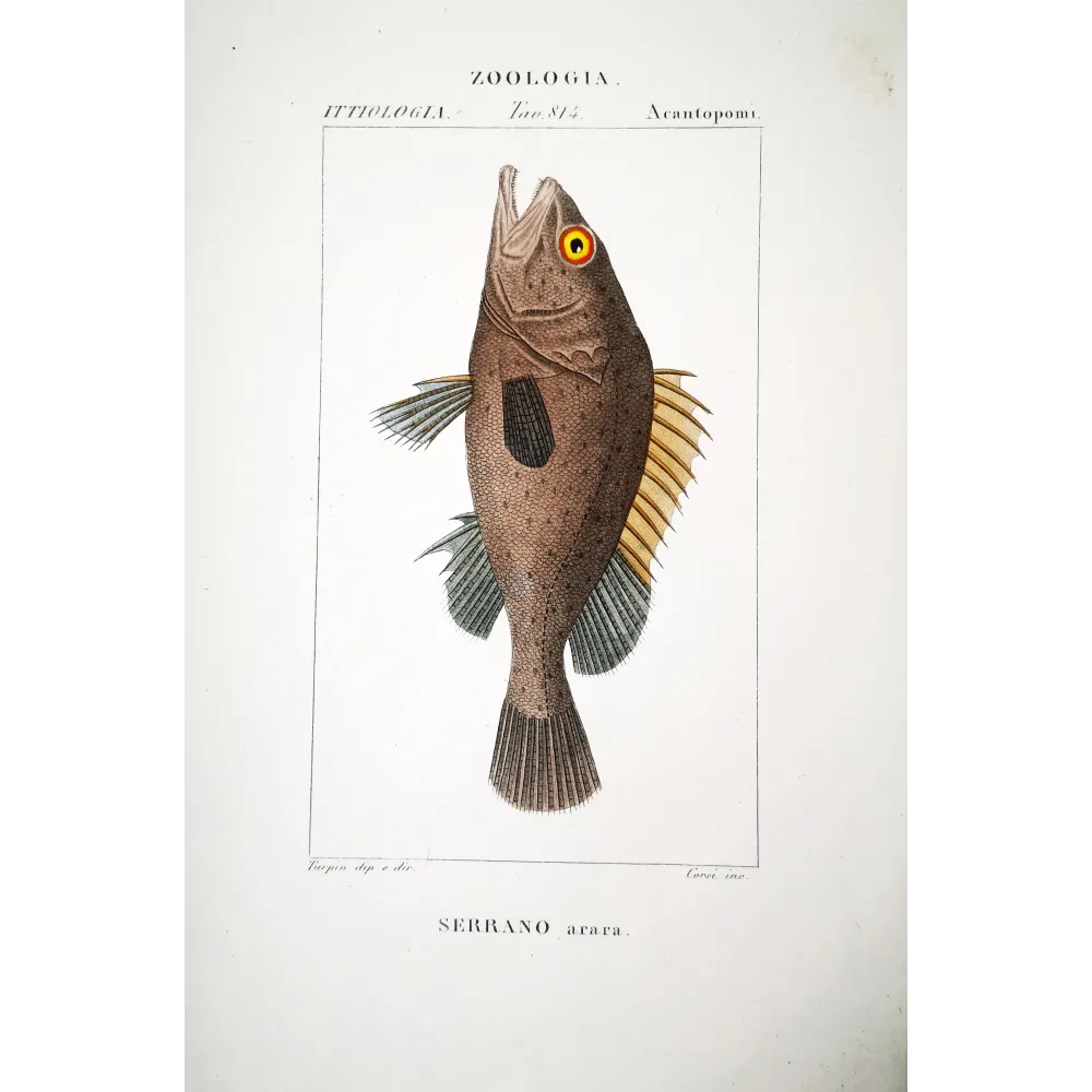 Brown Grouper  Pierre Antoine Prêtre, Antique Hand-Colored Engraving