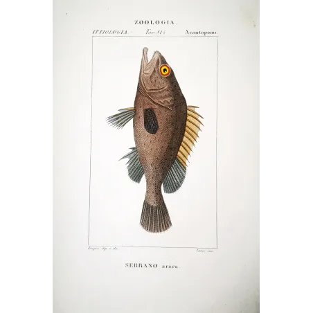 Brown Grouper  Pierre Antoine Prêtre, Antique Hand-Colored Engraving