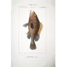Brown Grouper (Serranus accra)  Original hand-colored engraving by Pierre Antoine Prêtre, Antique Print