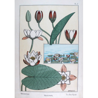 Water-Lily (Plate 7) – Eugène Grasset (1896) | Certified Art Nouveau Lithograph