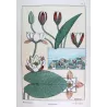 Eugène Grasset – Water-Lily (Plate 7), Original Lithograph from La Plante (1896)
