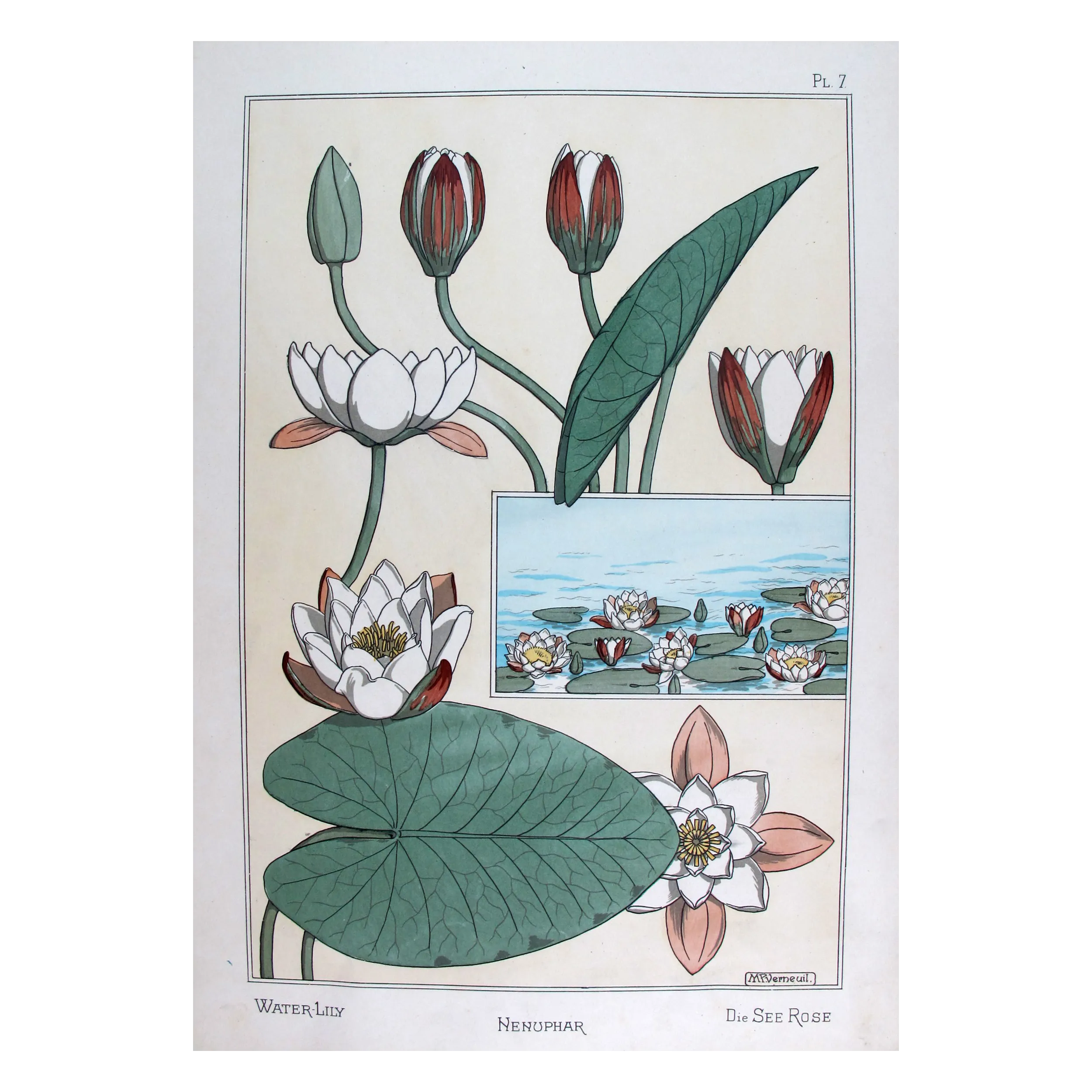 Water-Lily –  Eugène Grasset – Certified Original Art