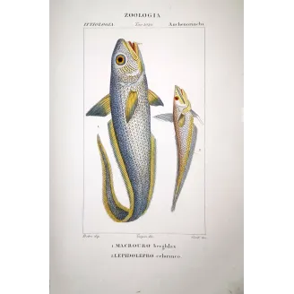 Grenadier and Ribbonfish  Pierre Antoine Prêtre, Antique Hand-Colored Engraving