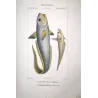 Grenadier, Ribbonfish (Macrourus beryllus, Lepidochirus columnus)