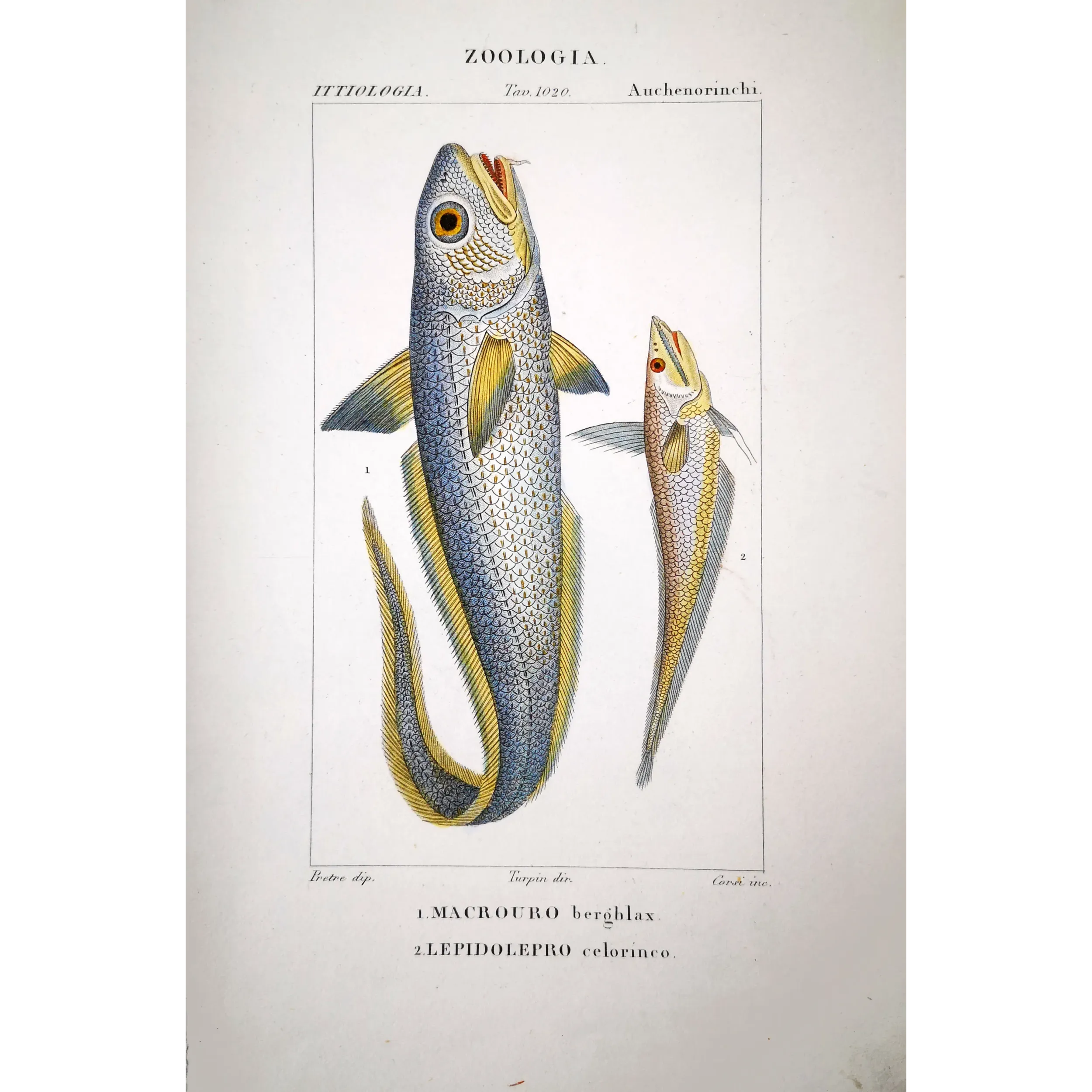 Antique Marine Engraving – Pierre Antoine Prêtre – Grenadier, Ribbonfish