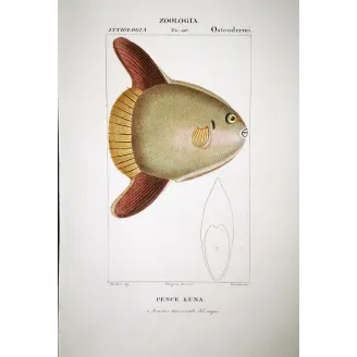 Ocean Sunfish  Pierre Antoine Prêtre, Antique Hand-Colored Engraving