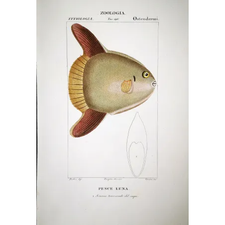 Ocean Sunfish  Pierre Antoine Prêtre, Antique Hand-Colored Engraving