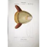 Ocean Sunfish (Mola mola)  Original hand-colored engraving by Pierre Antoine Prêtre, Antique Print