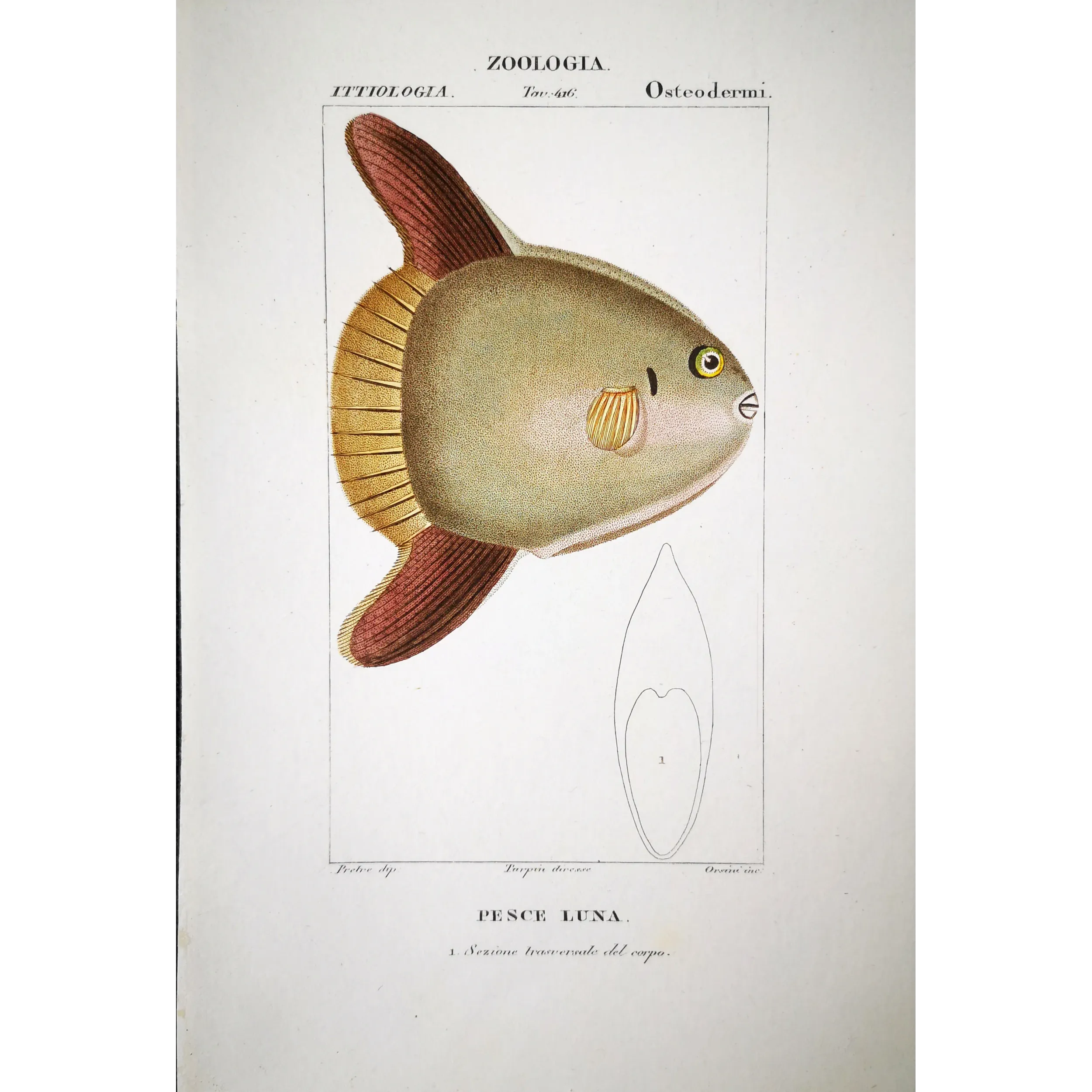 Antique Marine Engraving – Pierre Antoine Prêtre – Ocean Sunfish