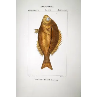 Goldband Fish  Pierre Antoine Prêtre, Antique Hand-Colored Engraving