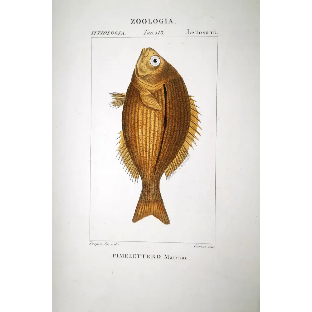 Goldband Fish  Pierre Antoine Prêtre, Antique Hand-Colored Engraving