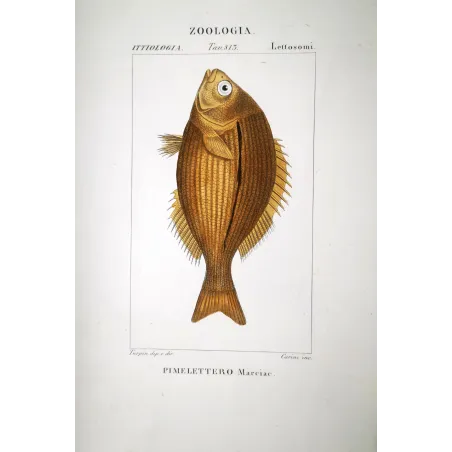 Goldband Fish  Pierre Antoine Prêtre, Antique Hand-Colored Engraving