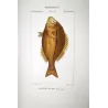 Goldband Fish (Pimelepterus muræae)  Original hand-colored engraving by Pierre Antoine Prêtre, Antique Print