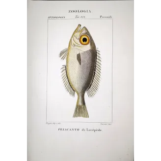 Bigeye Fish  Pierre Antoine Prêtre, Antique Hand-Colored Engraving