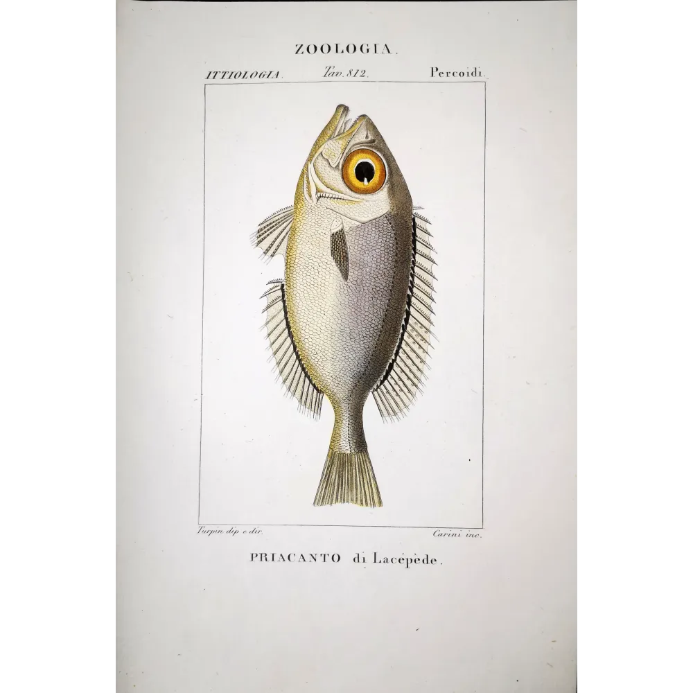 Bigeye Fish  Pierre Antoine Prêtre, Antique Hand-Colored Engraving