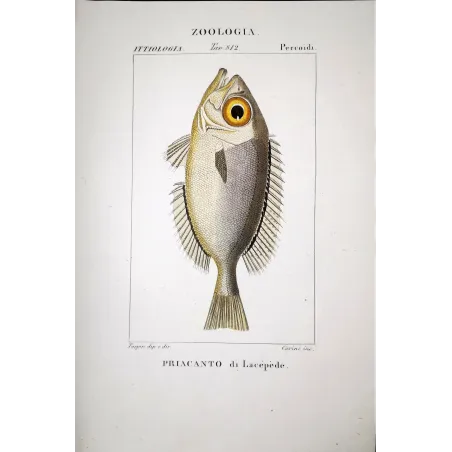Bigeye Fish  Pierre Antoine Prêtre, Antique Hand-Colored Engraving