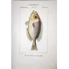 Bigeye Fish (Priacanthus di Lacépède)  Original hand-colored engraving by Pierre Antoine Prêtre, Antique Print