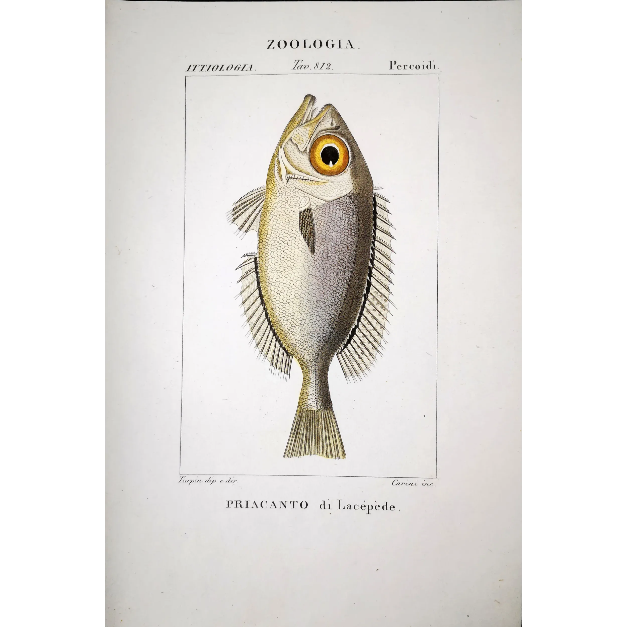 Antique Marine Engraving – Pierre Antoine Prêtre – Bigeye Fish