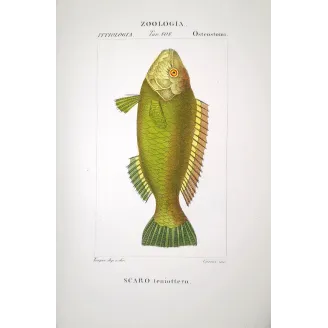 Parrotfish  Pierre Antoine Prêtre, Antique Hand-Colored Engraving