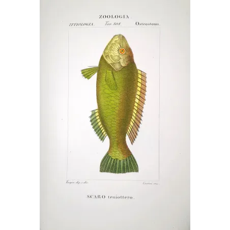Parrotfish  Pierre Antoine Prêtre, Antique Hand-Colored Engraving
