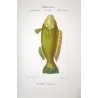 Parrotfish (Scarus tenuopterus)  Original hand-colored engraving by Pierre Antoine Prêtre, Antique Print