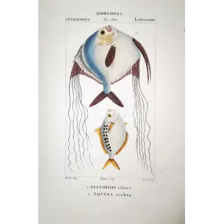 Ponyfish  Pierre Antoine Prêtre, Antique Hand-Colored Engraving