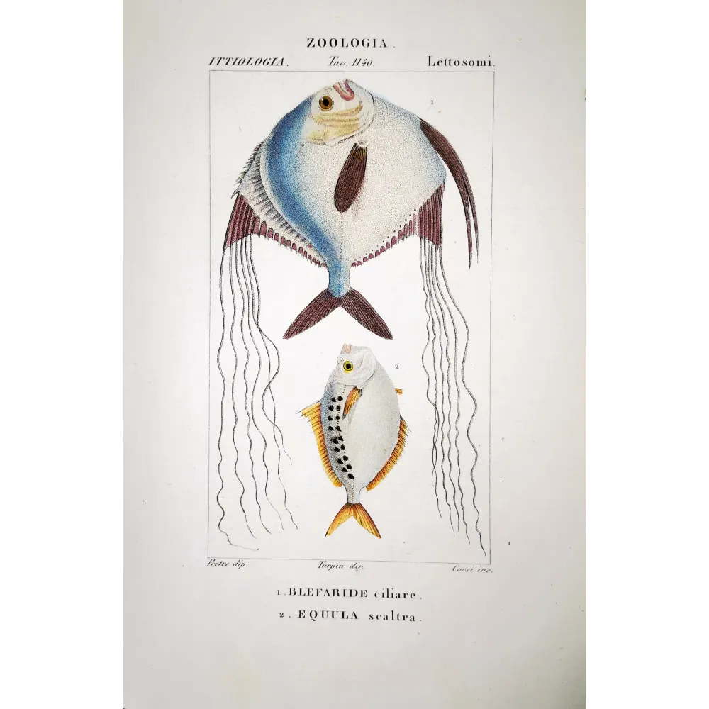 Ponyfish  Pierre Antoine Prêtre, Antique Hand-Colored Engraving