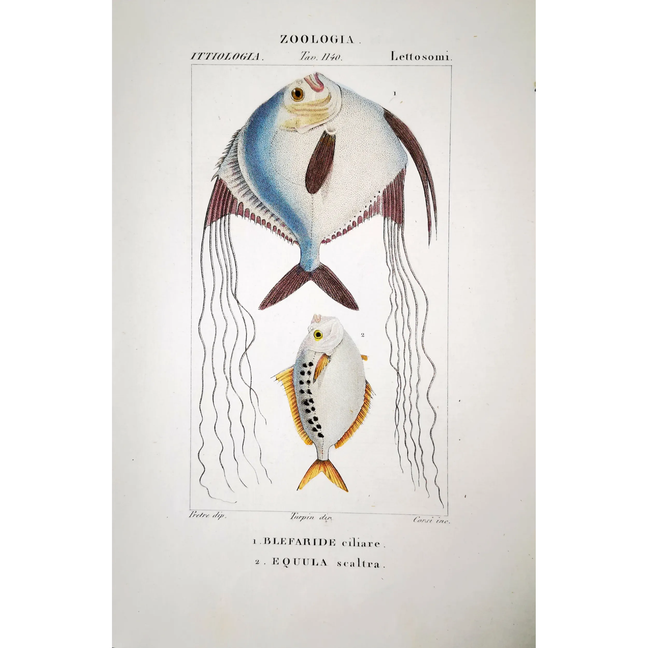 Antique Marine Engraving – Pierre Antoine Prêtre – Ponyfish, Blefaride
