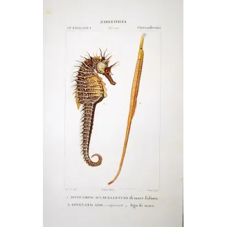 Leafy Seahorse  Pierre Antoine Prêtre, Antique Print