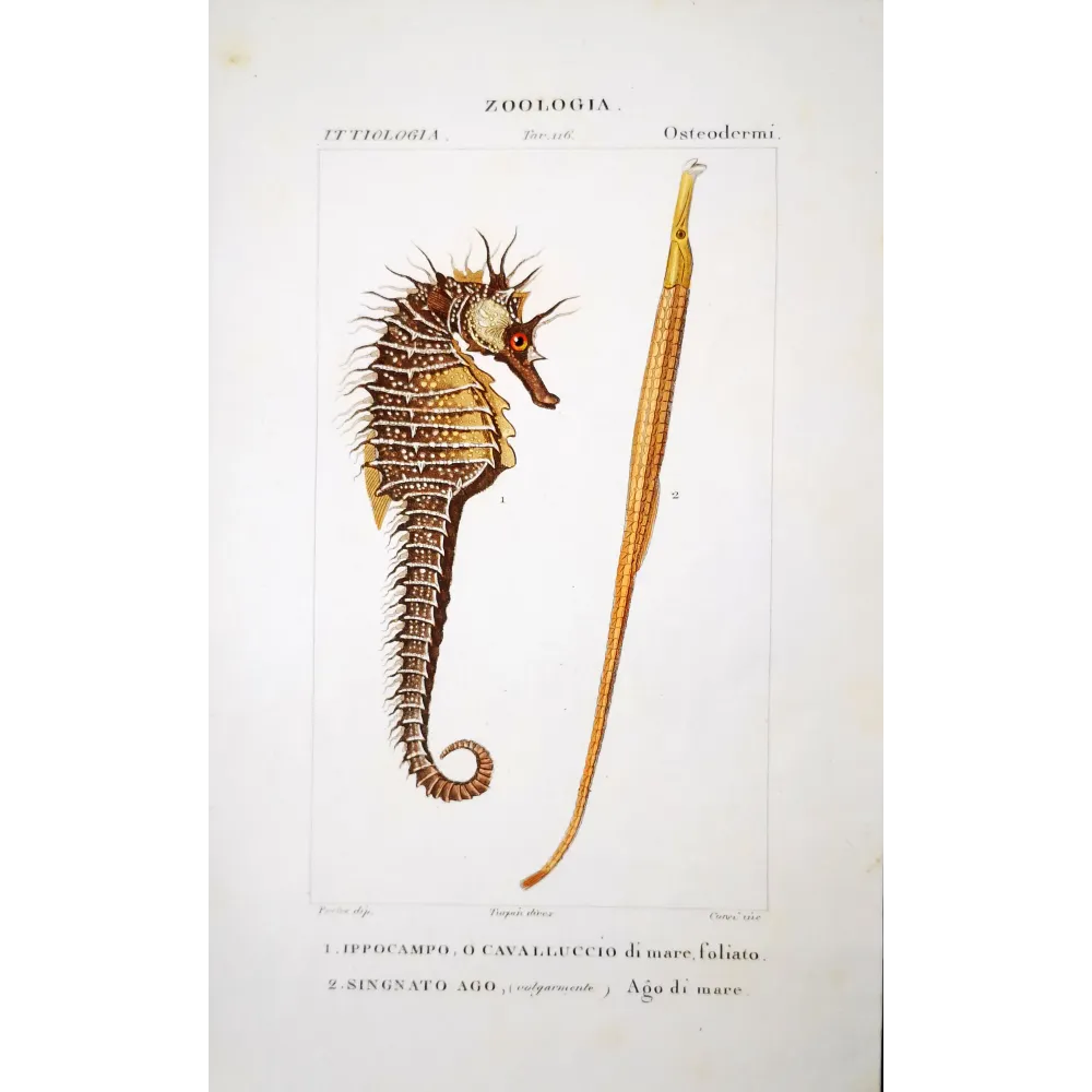 Leafy Seahorse  Pierre Antoine Prêtre, Antique Print