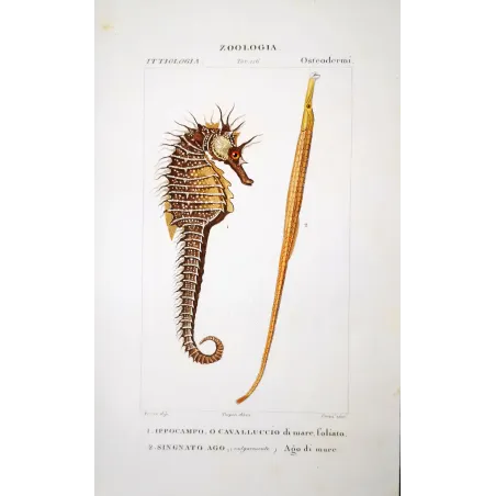 Leafy Seahorse  Pierre Antoine Prêtre, Antique Print