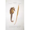 Leafy Seahorse, Greater Pipefish (*Hippocampus foliatus, Syngnathus acus*) Original hand-colored Antique Print by P. A Prêtre