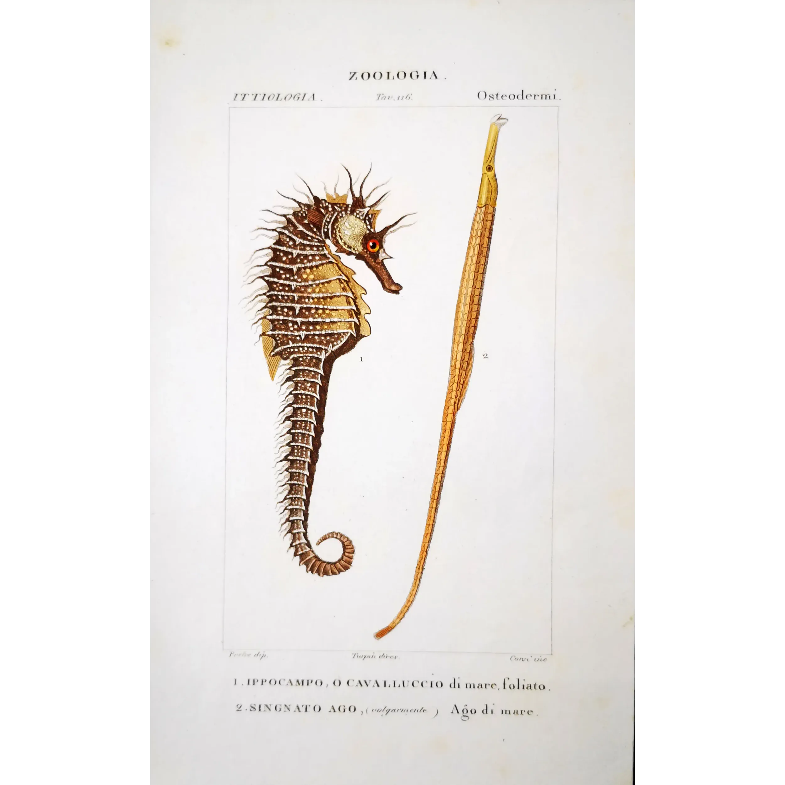 Antique Marine Engraving – Pierre Antoine Prêtre – Leafy Seahorse, Greater Pipefish
