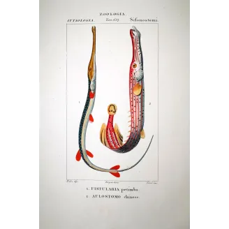 Red Cornetfish  Pierre Antoine Prêtre, Antique Hand-Colored Engraving